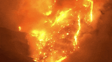 Forest Fire GIF by GIPHY News