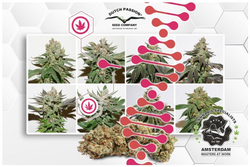 dutch-passion.com