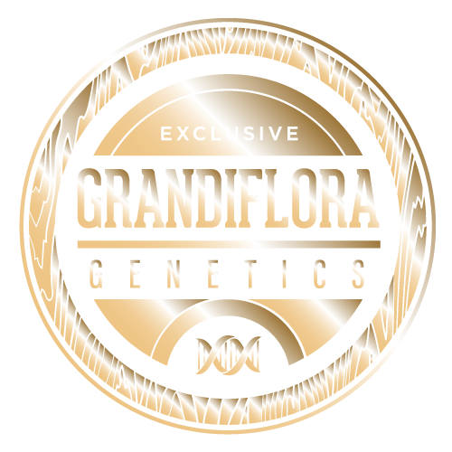 grandifloragenetics.com