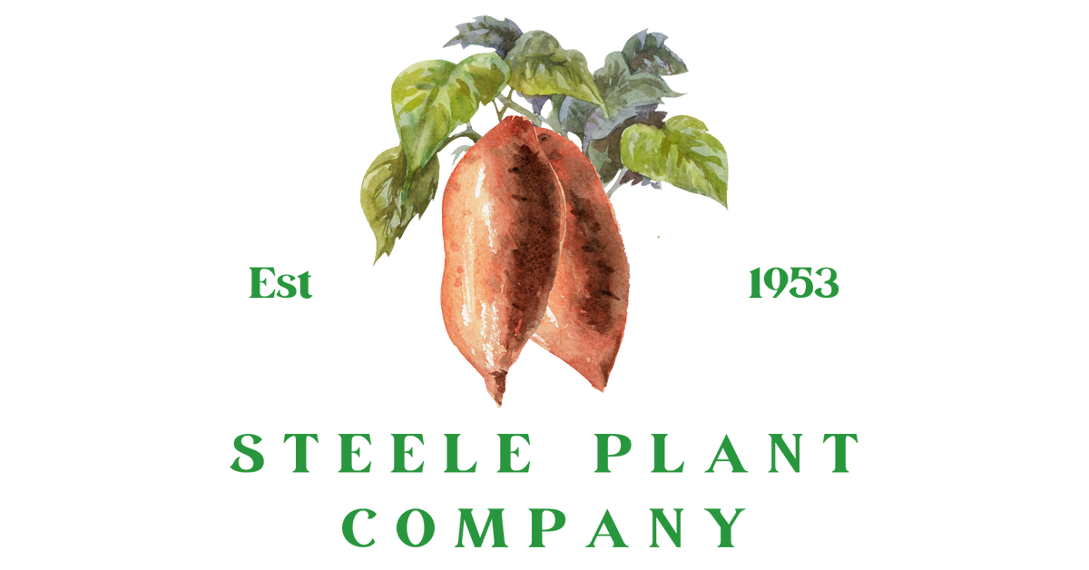www.sweetpotatoplant.com